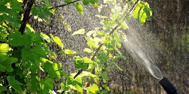 "Im Bereich Pestizide sind weitergehende Reduktionsmassnahmen nötig", sagen die Tierschutzverbände.(Bild pixabay)