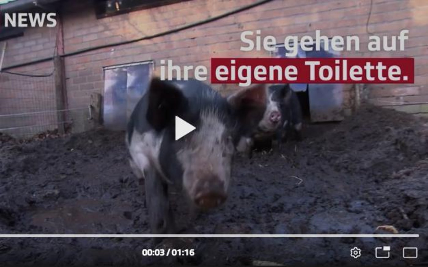 Dank Zitronenbonbons lernen die Schweine, wo sie zum Urinieren hingehen sollen. (Bild Screenshot SRF)