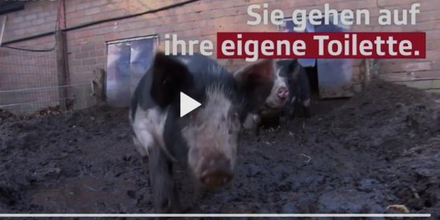Dank Zitronenbonbons lernen die Schweine, wo sie zum Urinieren hingehen sollen. (Bild Screenshot SRF)