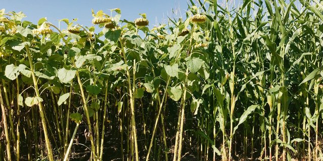 Die Kombination aus pfluglosen und herbizidfreien Methoden ist herausfordernd, kann sich aber unter dem Strich lohnen.(Bilder Alexandra Stückelberger)