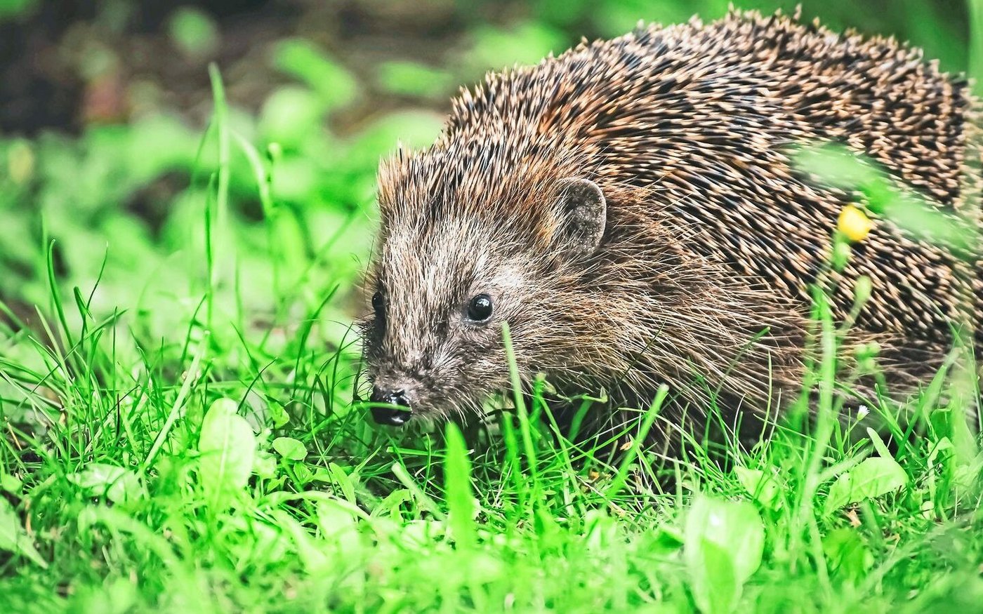 Igel sind keine Vegetarier, sondern Insektenfresser. Totholz- und Laubhaufen im Garten helfen ihnen, Nahrung zu finden. 