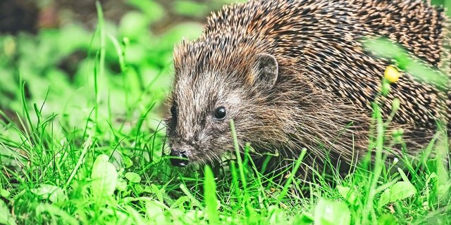 Igel sind keine Vegetarier, sondern Insektenfresser. Totholz- und Laubhaufen im Garten helfen ihnen, Nahrung zu finden. 