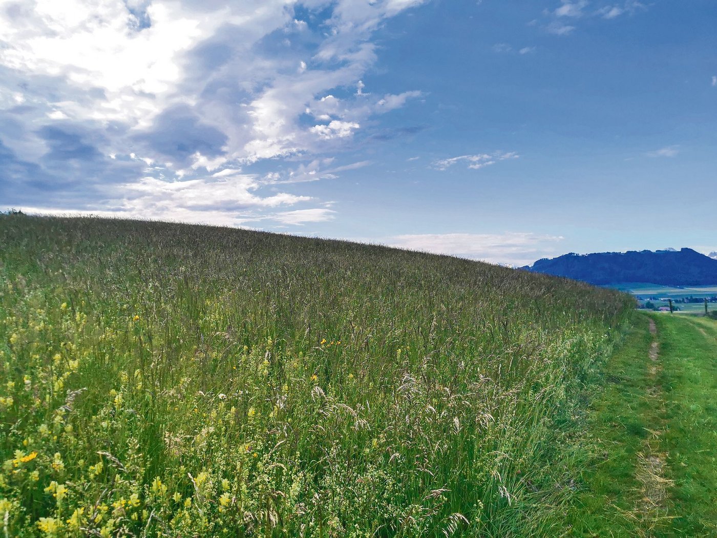 Einst artenreiche, wenig intensive Wiesen wurden aufgrund der lockenden Beiträge in extensive Wiesen umgewandelt. Sie verarmen und verlieren an Qualität.(Bild sb)