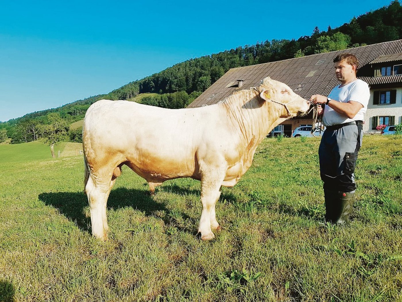 Das Highlight in Langenbruck sind heuer Ueli Bader und sein handzahmer sowie genetisch hornloser Stier Rondo.  (Bild zVg)