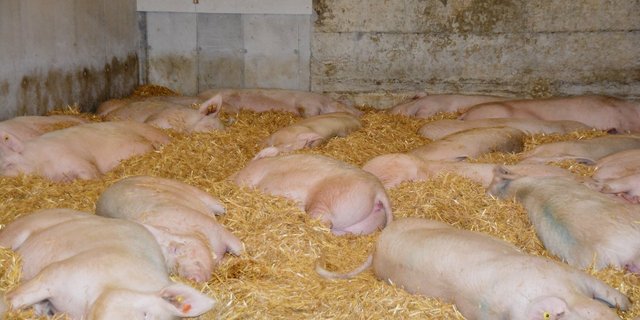Grosse Gruppen, im Bild Galtsauen, sind in der Schweiz selten. Ein Berner Schweinemäster berichtete seinen Luzerner Berufskollegen über seine Erfahrungen.(Symbolbild aem)