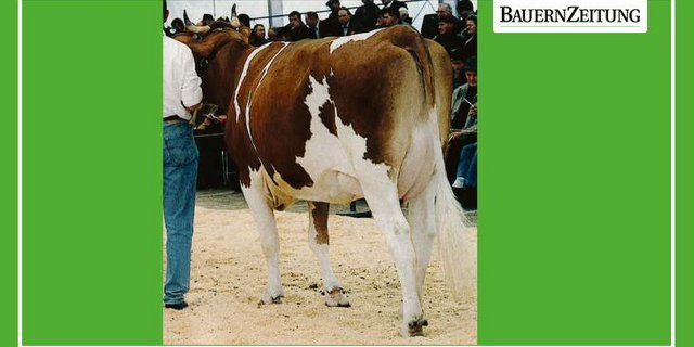 Die Incas-Mutter Pickel Valence anlässlich der Expo Bulle. Sie holte an der Ausstellung auch einmal den Klassensieg. (Bild zVg)