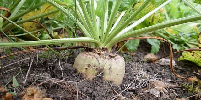 In der Westschweiz führt die Viröse Vergilbung 2020 zu Ernteausfällen bis 50 Prozent. Auch weitere Krankheiten führen dazu, dass die Anbaubereitschaft wegen finanzieller Risiken rückläufig ist. (Bild BauZ)