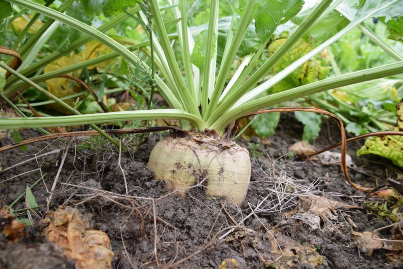 In der Westschweiz führt die Viröse Vergilbung 2020 zu Ernteausfällen bis 50 Prozent. Auch weitere Krankheiten führen dazu, dass die Anbaubereitschaft wegen finanzieller Risiken rückläufig ist. (Bild BauZ)