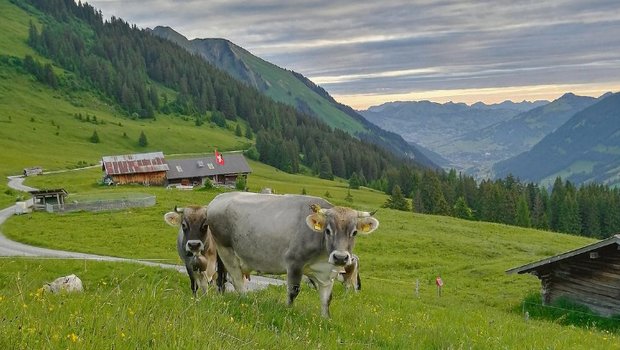 Die Halbschwestern Ulme und Bambi geniessen die Zeit auf der Alp auch. (Bild Toni Bergmann)