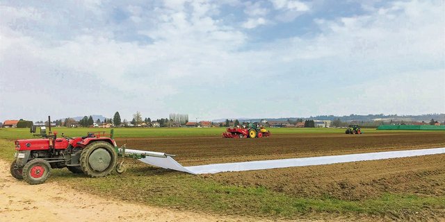 Das Vlies wird auf dem Kartoffelacker ausgelegt, gespannt und dann mit Erde beschwert. (Bild Lukas Streit)
