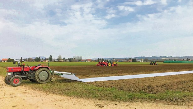 Das Vlies wird auf dem Kartoffelacker ausgelegt, gespannt und dann mit Erde beschwert. (Bild Lukas Streit)