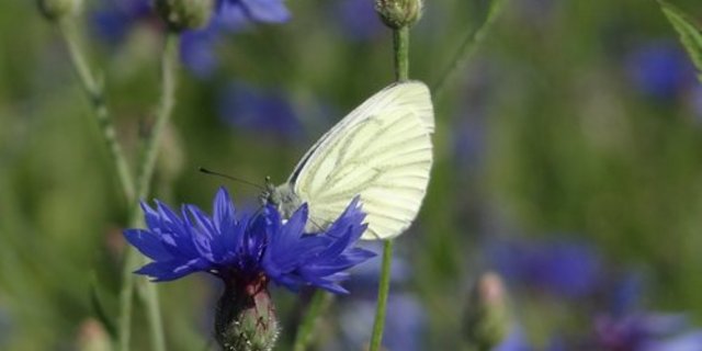 Soll die Biodiversität in der Schweiz verbessert werden, bräuchte es grössere Anstrengungen als bisher. (Bild: lid)