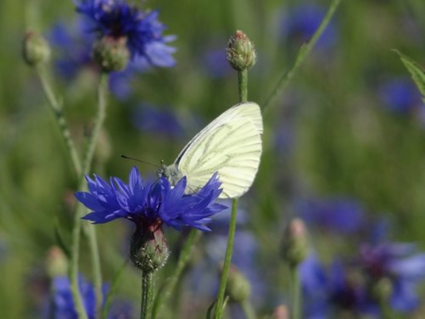 Soll die Biodiversität in der Schweiz verbessert werden, bräuchte es grössere Anstrengungen als bisher. (Bild: lid)