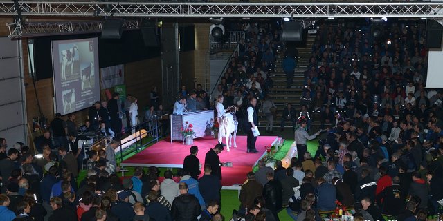 Auch die Auktion «Top Sale» wird in diesem Jahr nicht stattfinden. (Bild Swissgenetics)