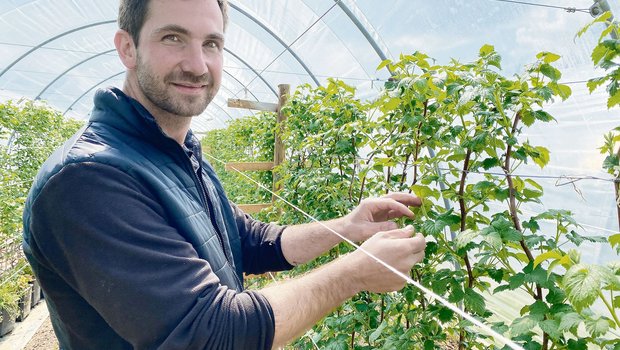 Moritz Fiechter kann wegen des Raumplanungsgesetzes nur einen kleinen Teil seiner Beeren im Tunnel produzieren. Ein gänzlicher Verzicht auf Pflanzenschutzmittel ist deshalb nicht möglich. (Bilder Katrin Erfurt)
