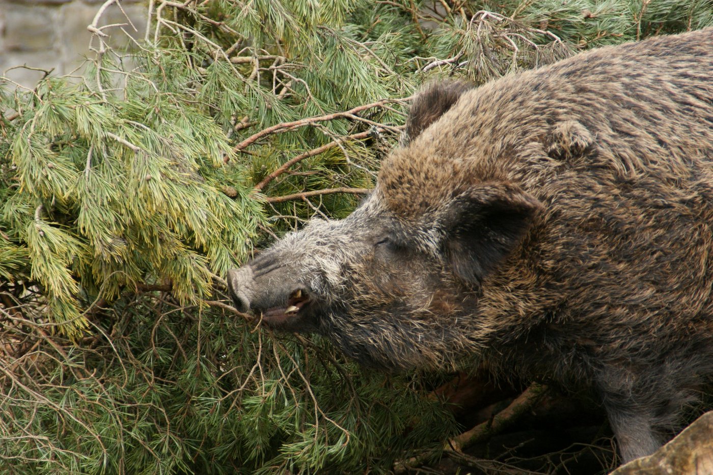 Im Grenzgebiet zu Polen besteht nach Einschätzung des deutschen Bundesforschungsinstitut für Tiergesundheit, des Friedrich-Loeffler-Instituts vom 23. Dezember ein hohes Risiko, dass die Schweinepest durch wandernde Wildschweine auf Deutschland übergreift. (Symbolbild lid)