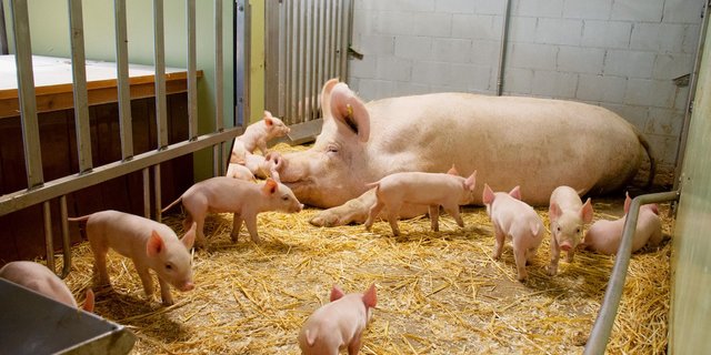 Muttersauen aus Schweizer Zucht sollen besonders gesund, ruhig und fürsorglich sein. (Bild Suisag)