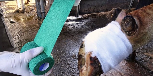 Zum Abschluss des Verbandes eignet sich eine selbsthaftende Binde. Auch hier ist darauf zu achten, dass die Fussungsfläche frei bleibt. Bild: Vetsuisse-Fakultät der Universität Bern