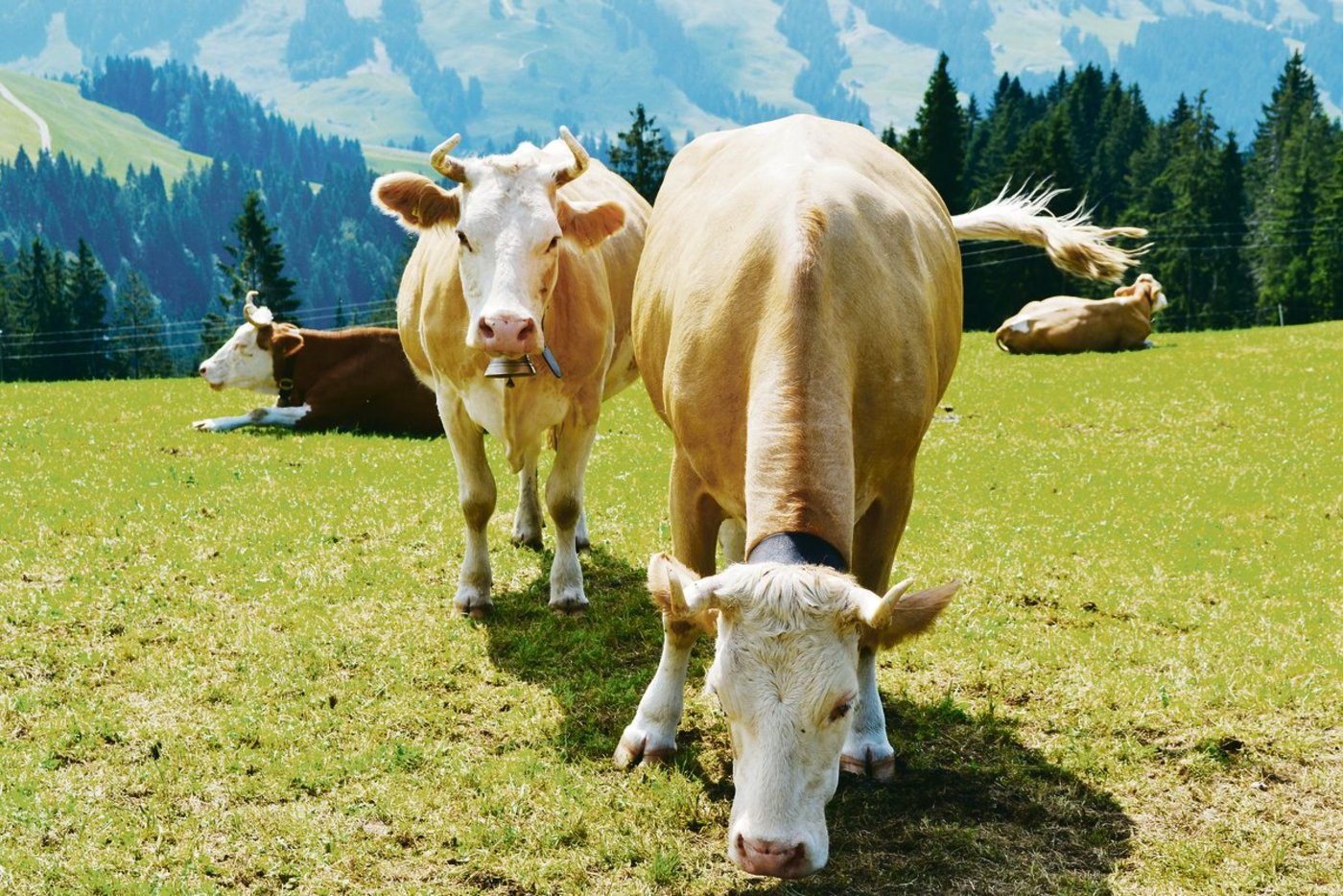 Auch die Kühe gehören zum Inventar.(Bild pf)
