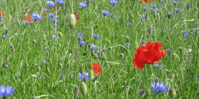 Ein Beispiel für geförderte Projekte sind Trockenwiesen. Diese werden systematisch vor der Verbuschung bewahrt. (Bild FLS)