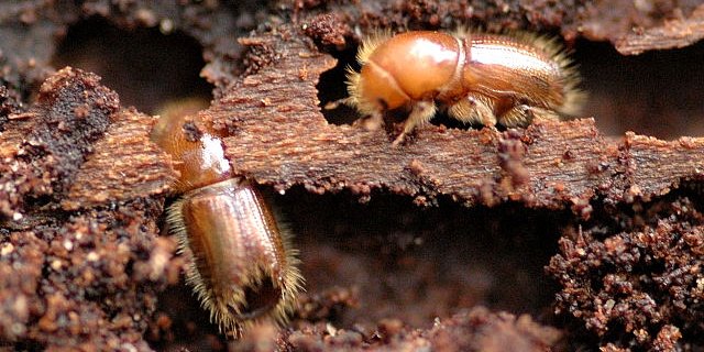 Noch nicht ausgefärbte Jungkäfer unter der Rinde. (Bild: James K. Lindsey)