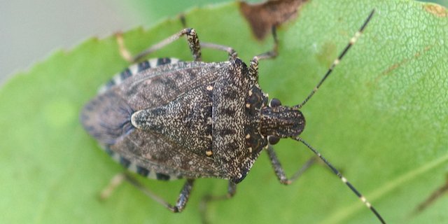 Die marmorierte Baumwanze ist ein Schädling aus Ostasien. Sie wurde 2004 in die Schweiz eingeschleppt. (Bild David Szalatnay, Strickhof)