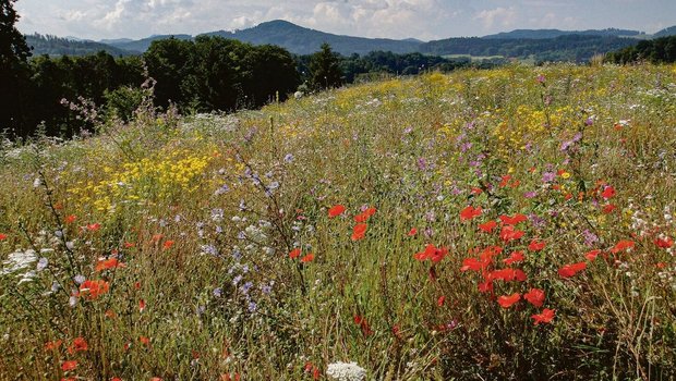 Buntbrachen sind mit viel Arbeit verbunden. Da sie lange stehen bleiben, sind sie aber auch sehr wertvoll.