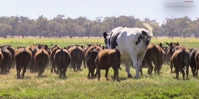 Sieht nach Photoshop aus, ist aber Realität: Knickers ist auf den ersten Blick fast doppelt so gross wie seine Artgenossen. (Bild Screenshot WKRG/Youtube)