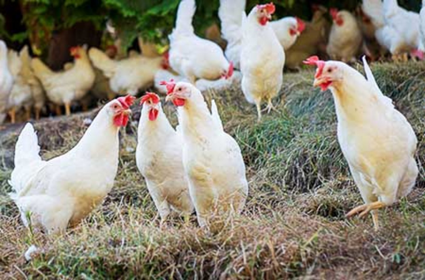 Ab 2020 können alle Eierlieferantinnen der Migros ins Freie. (Bild zVg)