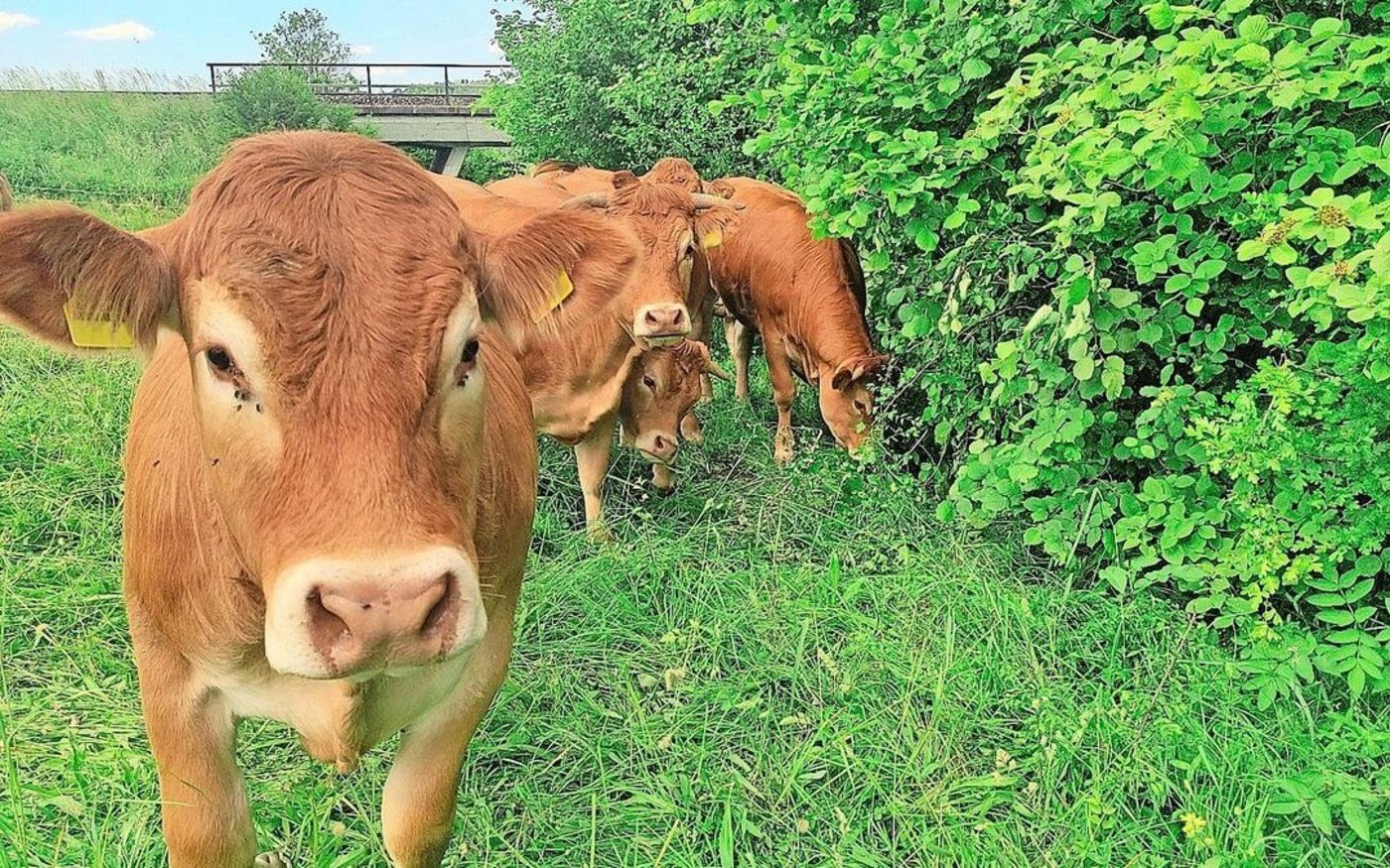 Die Limousin-Rinder können sich an den Futtergehölzen der Hecken selber bedienen. 
