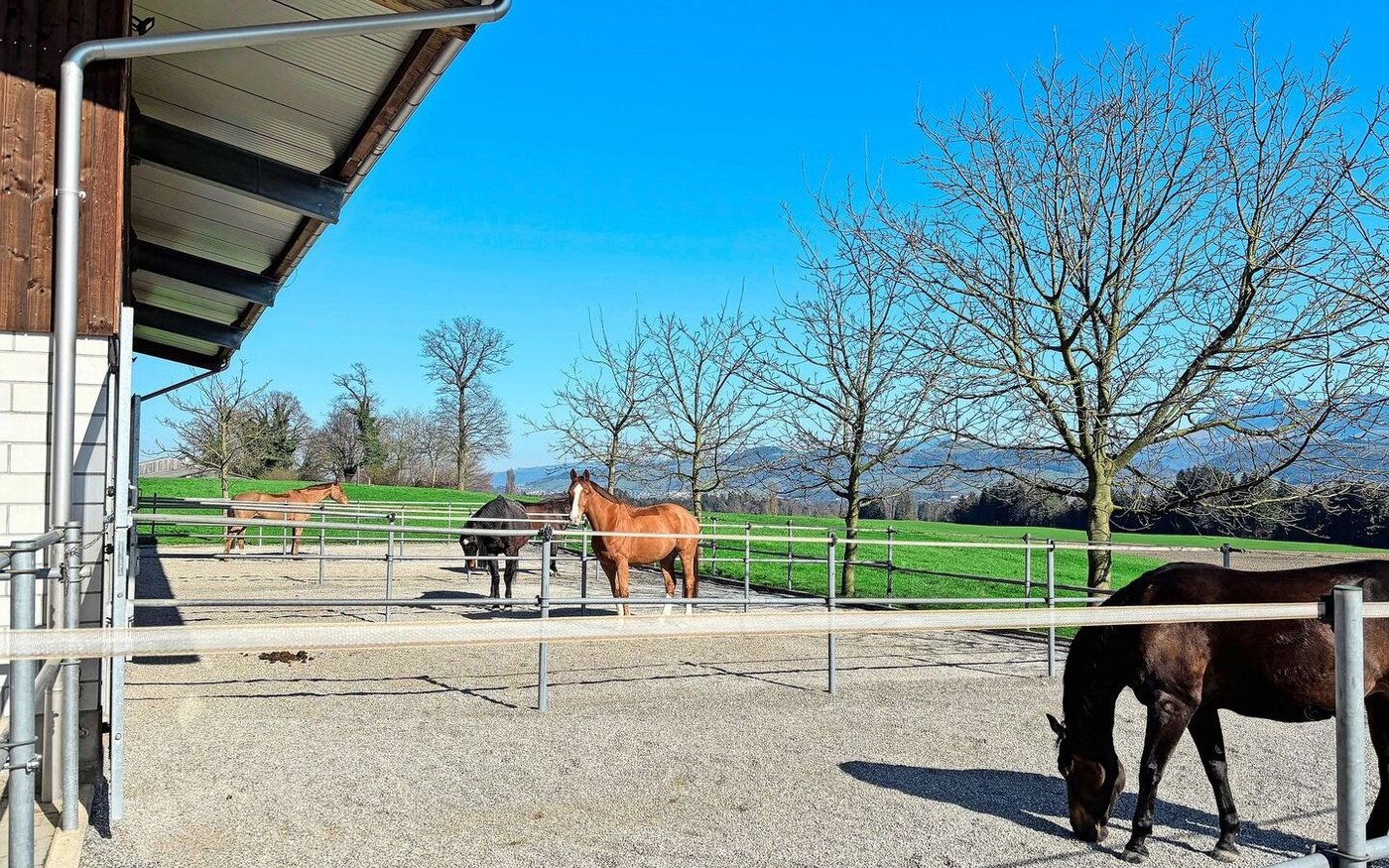 Die Pferde geniessen die grossen Boxenausläufe. Trotzdem ist es den Betriebsleitern wichtig, dass die Tiere regelmässig bewegt werden. 