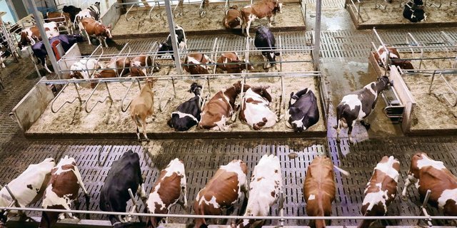 Wenn neu gebaut wird, ist der Automatisierungsgrad mit Melkroboter, automatischer Grundfuttervorlage und Entmistungsroboter in der Regel hoch. 