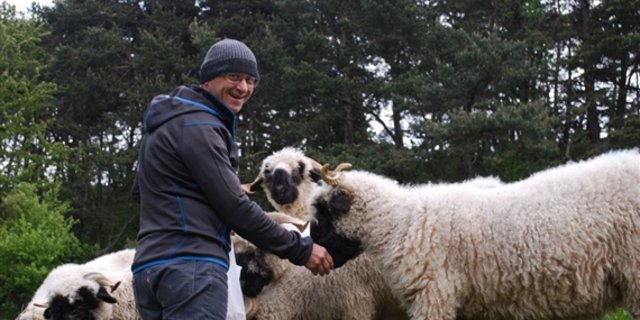 Alwin Meichtry mit seinen Schwarznasenschafen. (Bild Julia Overney)