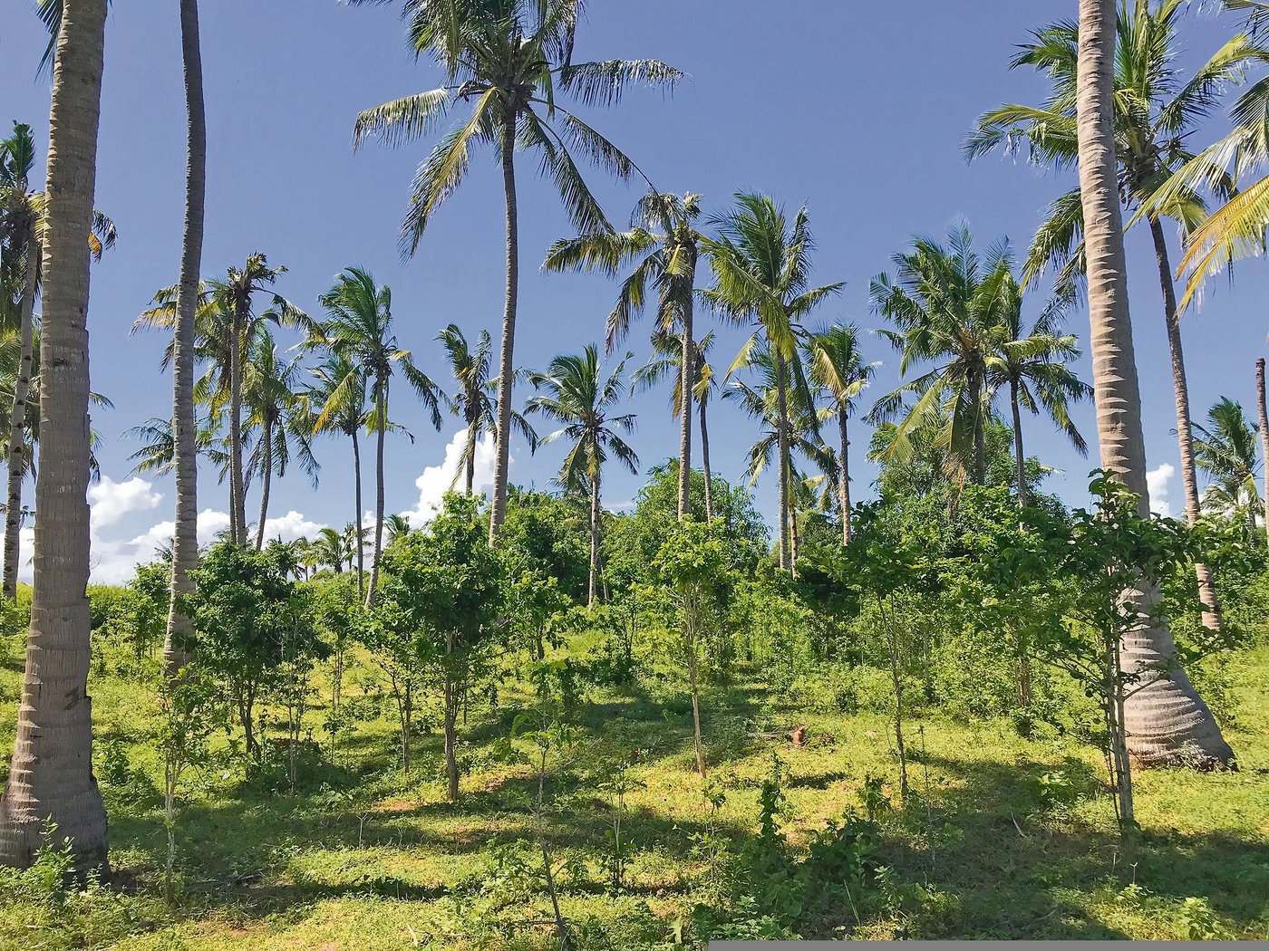 Kaffeeplantage unter Kokospalmen – ein Beispiel für eine Mischkultur. (Bild Hélène Besson)