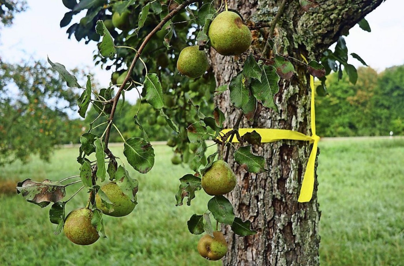 Markierung mit gelben Band soll Passanten einladen, Obst abzulesen (Bild Esslinger Zeitung) 