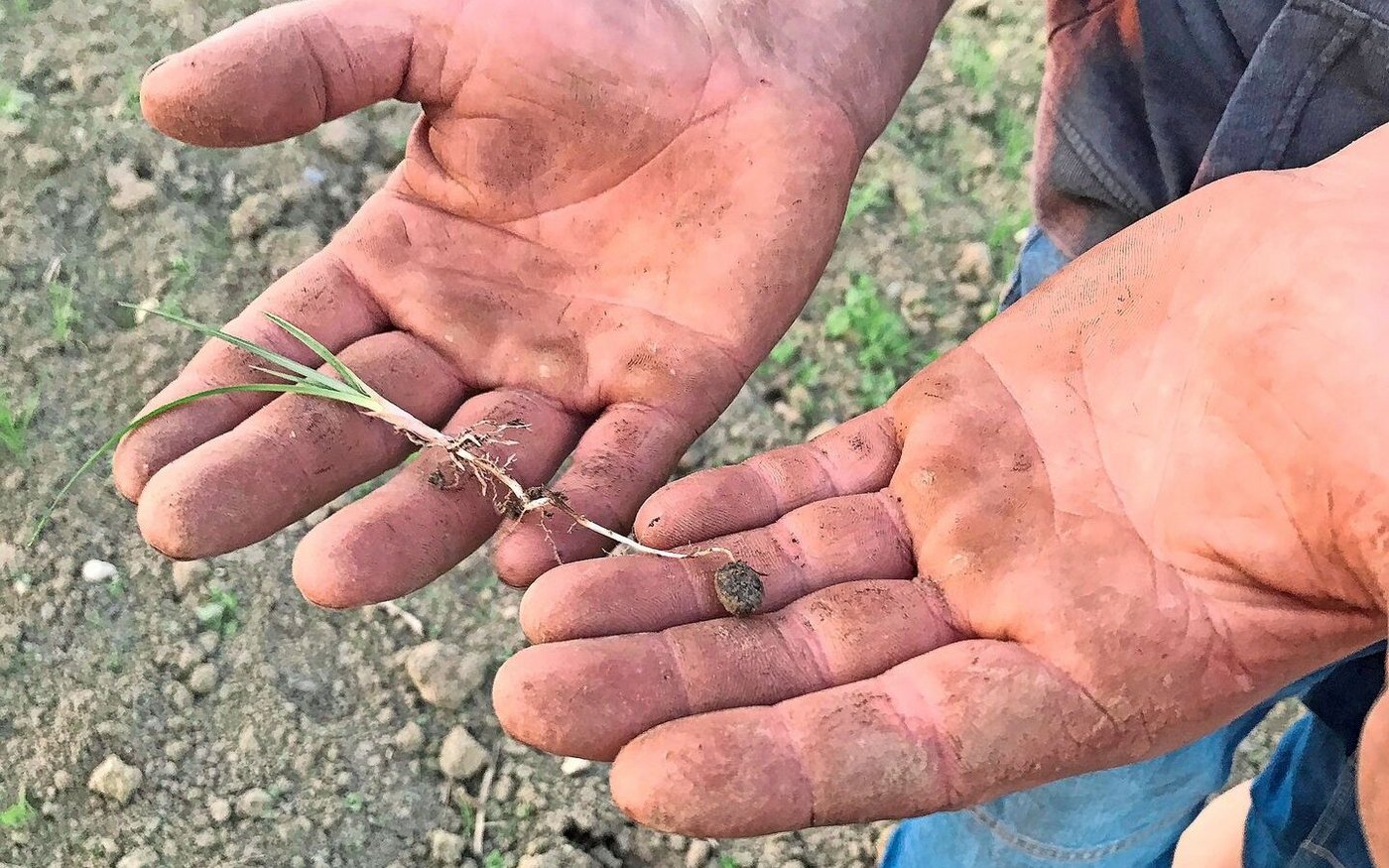Aufgrund seiner Knöllchen wird das Erdmandelgras leicht mit Maschinen von einer Parzelle zur anderen verschleppt. Zur Befallssituation in der Schweiz gibt es keinen Überblick.