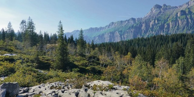 Das karstige Gelände auf der Hochebene der Bödmeren liess ungenutzte Waldinseln jahrhundertelang überdauern.
