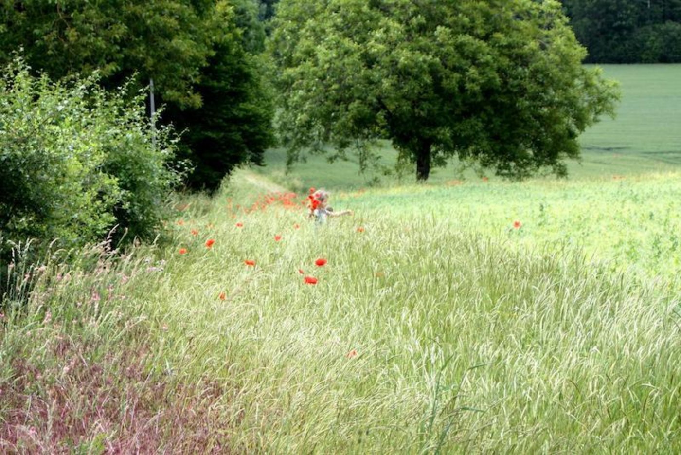 Strukturen wie Hecken und Einzelbäume helfen den Insekten. (Bild Agrimage)