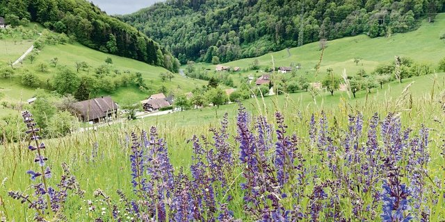 Ökofläche in der Landschaft: Künftig soll es zusammengelegte «regionalisierte Projekte zur Förderung der Biodiversität und Landschaftsqualität» geben. 