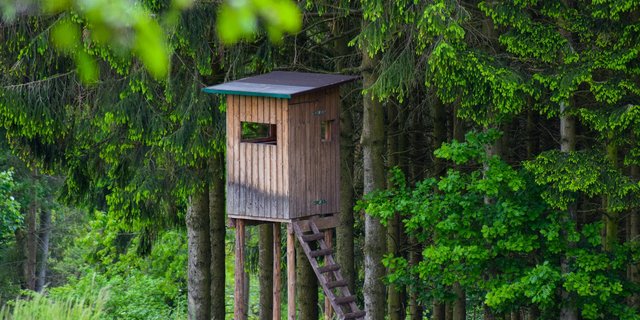 Das revidierte Jagdgesetz schaffe die Grundlagen für ein geordnetes Nebeneinander von Menschen und Grossraubtieren. (Bild annawaldl/pixabay)