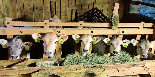 Voller Kälberstall – wohin mit den Tränkern? Eine Frage, die sich immer öfter stellt in der Milchproduktion.