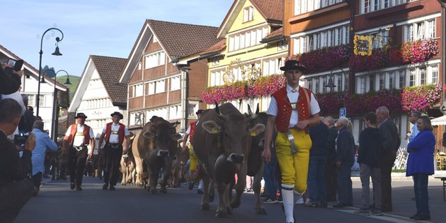 Alpzüge im Appenzellerland sind gelebte Tradition. (Bilder Stefanie Giger)