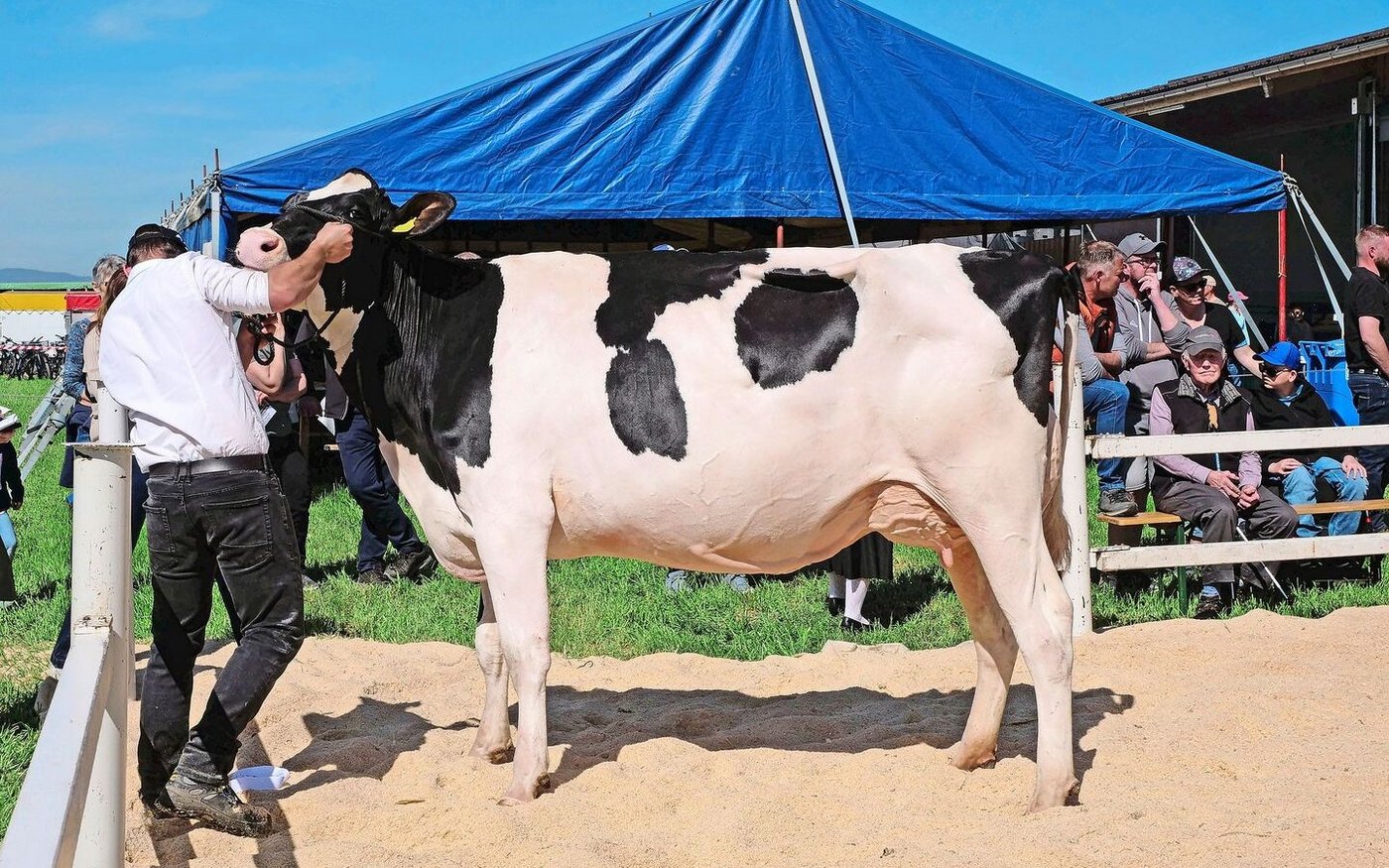 Flury’s Letsgo Hawaii von David Flury-Schaub wurde unter den Seniorkühen zur Vize-Miss und Vize-Schöneuter gekührt.