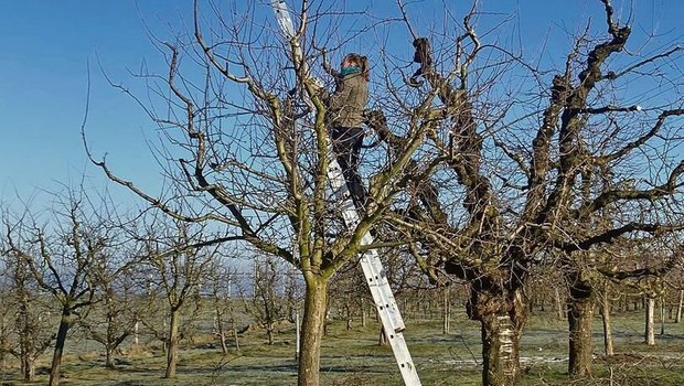 Bei schönem, aber kaltem Winterwetter schneidet Eliane Geissbühler mit ihrem Chef die Obstbäume. 