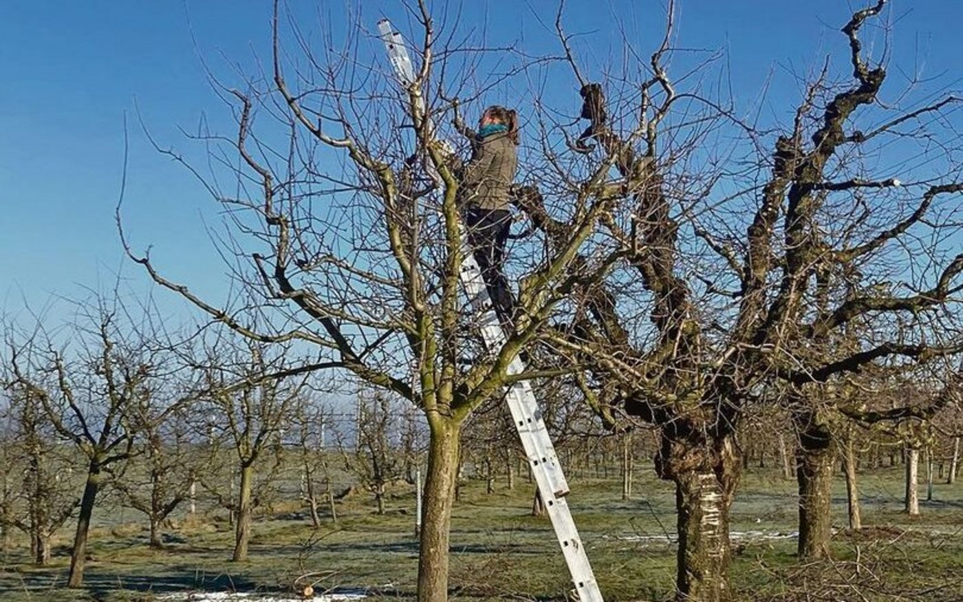 Bei schönem, aber kaltem Winterwetter schneidet Eliane Geissbühler mit ihrem Chef die Obstbäume. 
