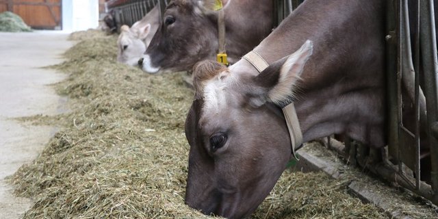 Auf dem betroffenen Betrieb müssen keine Massnahmen getroffen werden und vom Schlachtkörper geht keine Gefahr aus. (Symbolbild BauZ)