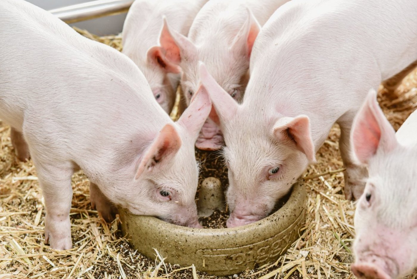 Ab der zweiten Lebenswoche ist zweimal täglich eine Handvoll Ferkelstarter in einer geeigneten Futterschale zu geben. (Bild UFA)