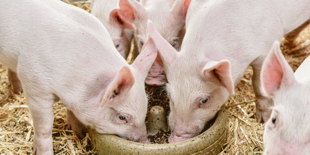 Ab der zweiten Lebenswoche ist zweimal täglich eine Handvoll Ferkelstarter in einer geeigneten Futterschale zu geben. (Bild UFA)