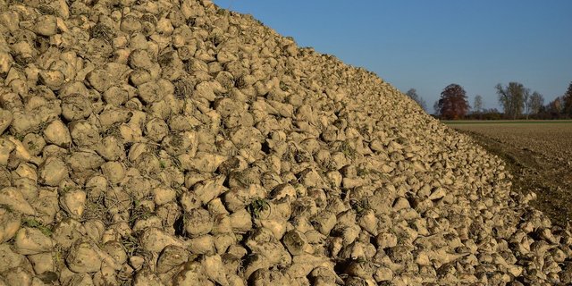 Ab 2021 dürften deutlich mehr Zuckerrüben-Haufen aus IP-Suisse-Rüben auf den Feldern bereitliegen. (Bild PIxabay)