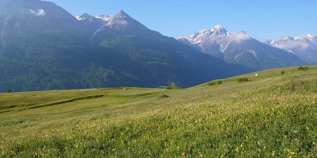 Wenig intensiv genutzte Wiesen bieten Lebensraum für Wiesenbrüter. (Bild zVg/Mathis Müller)